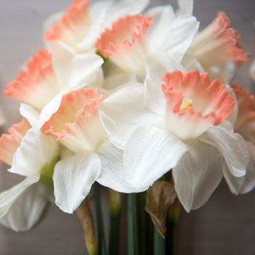 Pientorvinen narsissi Pink Charm
