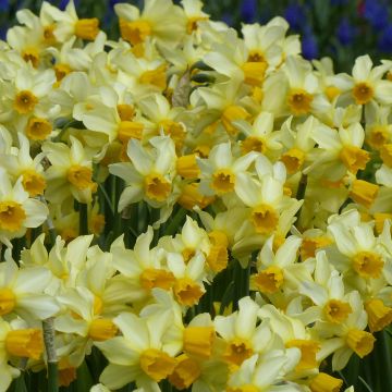 Torvinarsissi Spring Sunshine