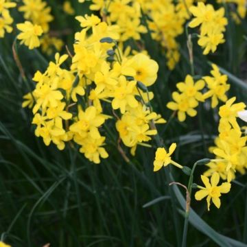 Nunnannarsissi Twinkling Yellow