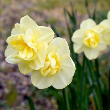 Torvinarsissi Yellow Cheerfulness
