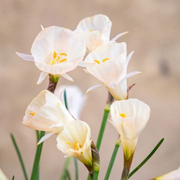 Virvanarsissi Arctic Bells