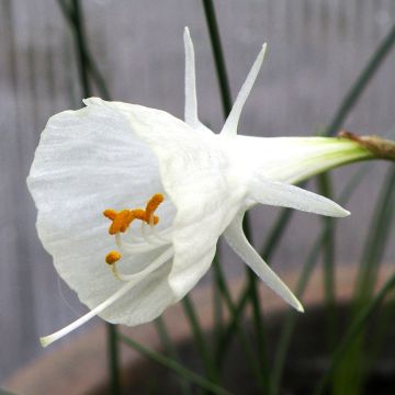 Virvanarsissi Cantabricus