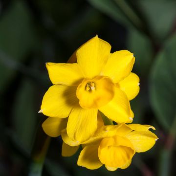 Narsissi - Narcissus fernandesii var. cordubensis