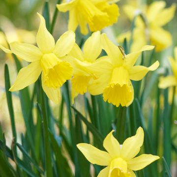 Keltanarsissi - Narcissus pseudonarcissus