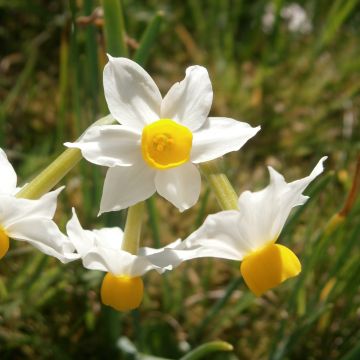 Sarjatasetti Canaliculatus