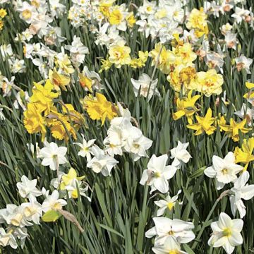 Torvinarsissi - Narcissus