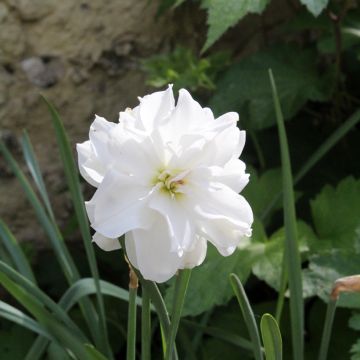 Runoilijanarsissi Albus Plenus Odoratus