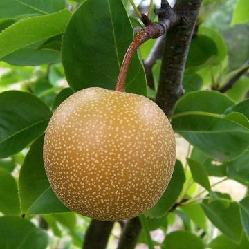 Omenapäärynä (nashi) Shinseiki luomu