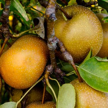 Omenapäärynä (nashi) - Pyrus pyrifolia