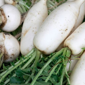 Nauris valkoinen kova talvinauris - Vilmorin