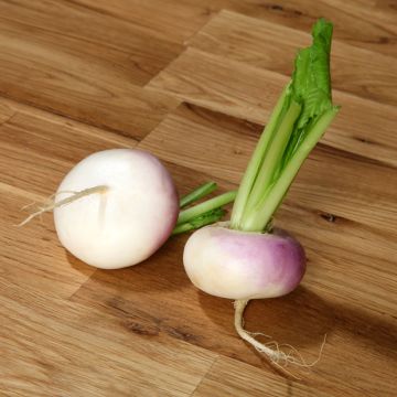 Nauris pakastettavaksi vaaleanpunaisella kauluksella