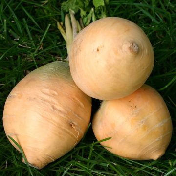 Nauris Goldana luomu