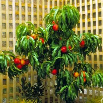 Nektariini Rubis Necta Zee