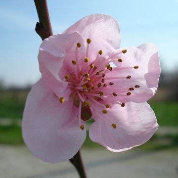 Nektariini - Prunus persica var. nucipersica