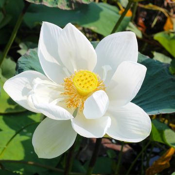 Intianlootus Stellar White