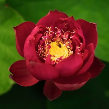 Intianlootus punainen - Nelumbo nucifera