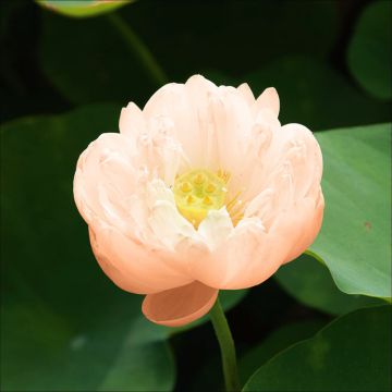 Intianlootus Pygmaea Cream