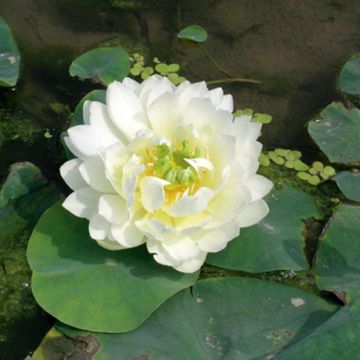 Intianlootus White