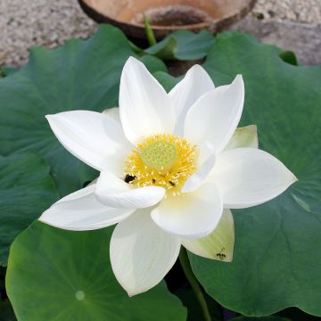 Intianlootus Hong Bian Yudie
