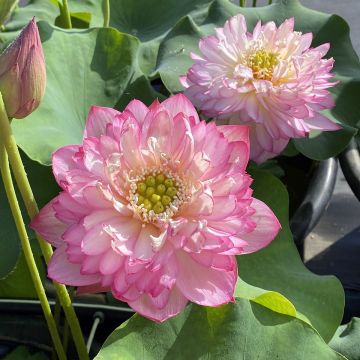 Intianlootus Pink Lady