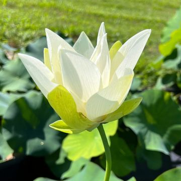 Intianlootus Tulip Lotus