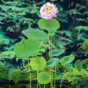 Intianlootus vaaleanpunainen - Nelumbo nucifera