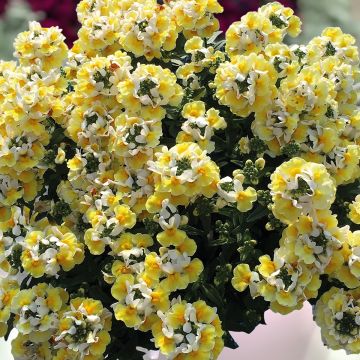 Kohtalonkukka Aroma Banana Split