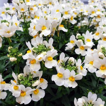 Kohtalonkukka Honey White