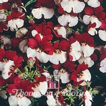Kohtalonkukka Mello Red & White (siemenet)