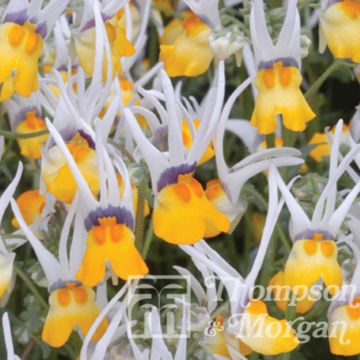 Nemesia cheiranthus Shooting Stars (siemenet)