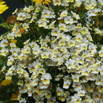 Kohtalonkukka Sunsatia Plus Little Vanilla