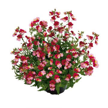 Kohtalonkukka Sunsatia Plus Berry Delight