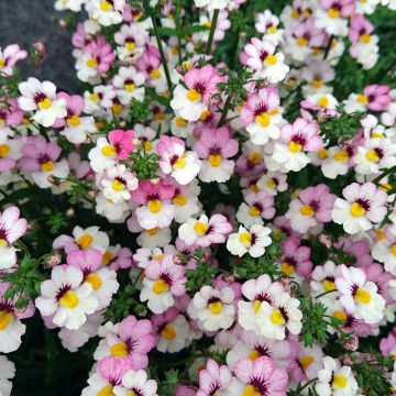 Kohtalonkukka Sunsatia Plus Lychee