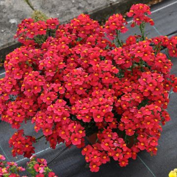 Kohtalonkukka Sunsatia Plus Strawberry