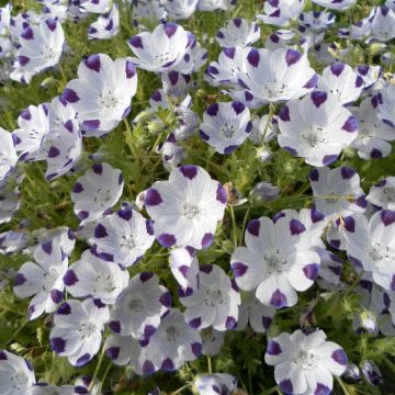 Nemophila maculata Spotty (siemenet)