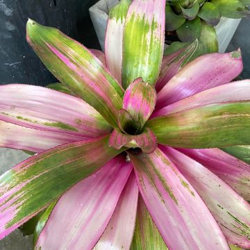 Neoregelia carolinae Cotton Candy