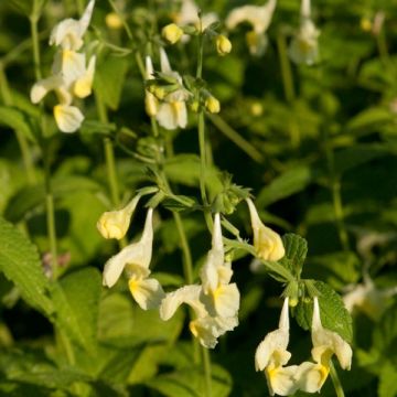 Keltakissanminttu - Nepeta govaniana