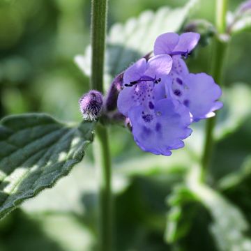Kissanminttu - Nepeta mussini