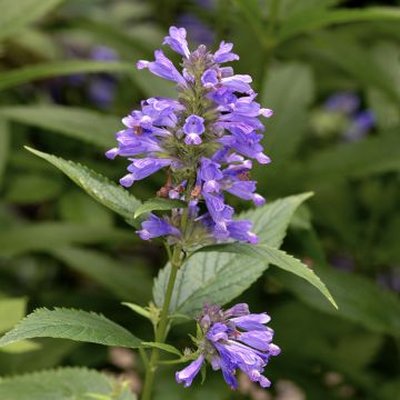 Komeakissanminttu - Nepeta subsessilis