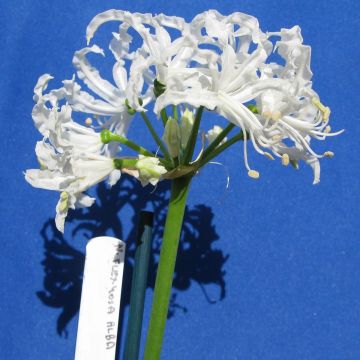 Ruusuneidikki Blanche
