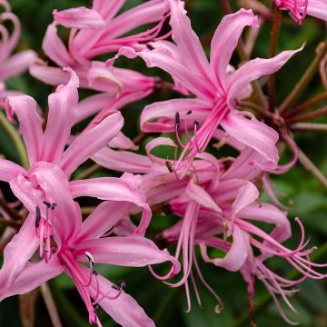 Ruusuneidikki - Nerine bowdenii