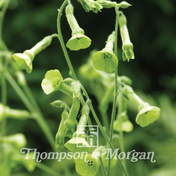 Konsulintupakka (siemenet) - Nicotiana langsdorffii