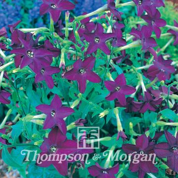 Koristetupakka Perfume Deep Purple (siemenet)