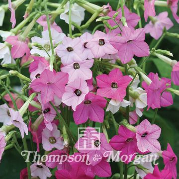 Koristetupakka Whisper Mixed (siemenet)
