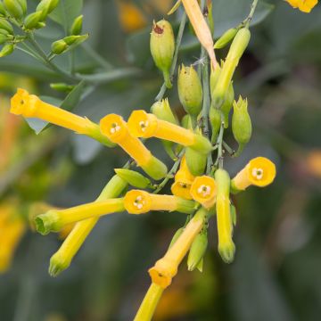 Pensastupakka - Nicotiana glauca