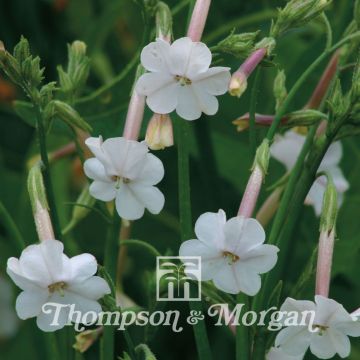 Tuoksutupakka (siemenet) - Nicotiana suaveolens