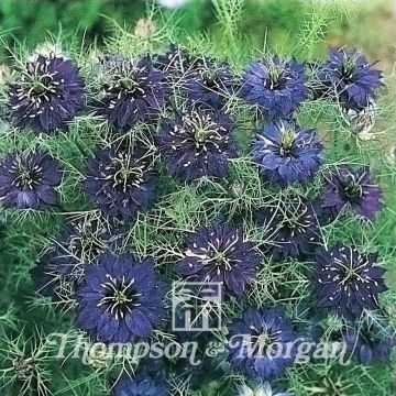 Tarhaneito Oxford Blue (siemenet)