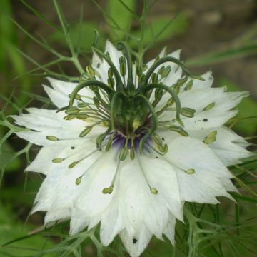 Tarhaneito Miss Jekyll Alba (siemenet)