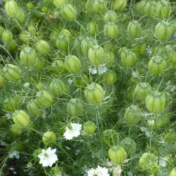 Tarhaneito Albion Green Pod luomu (siemenet)