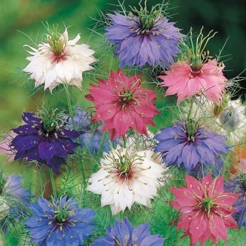 Tarhaneito Persian Jewels Mix (siemenet)